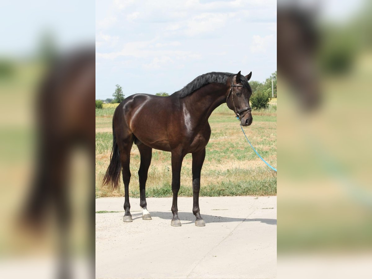 Zangersheider Stallion 3 years in Budapest