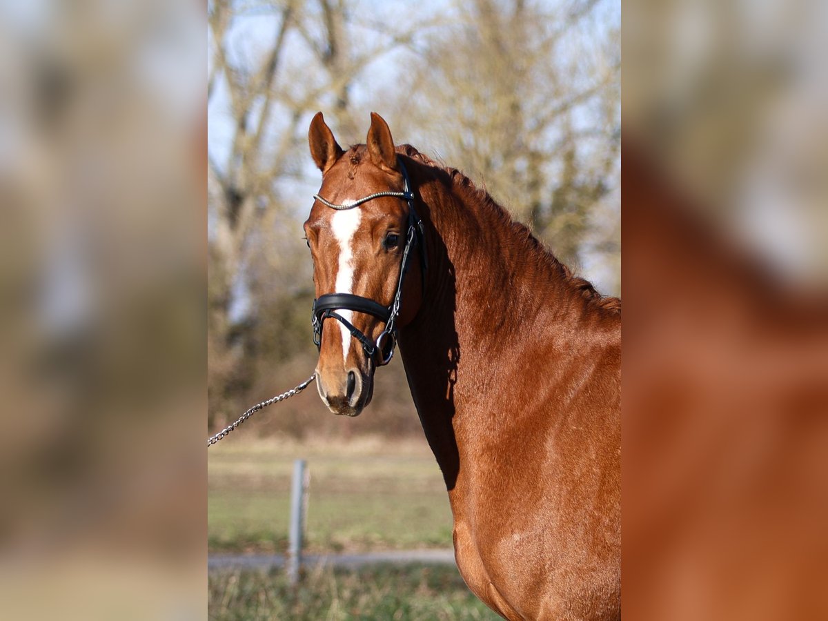 Zangersheider Stallion 4 years 15,1 hh Chestnut-Red in Büttelborn