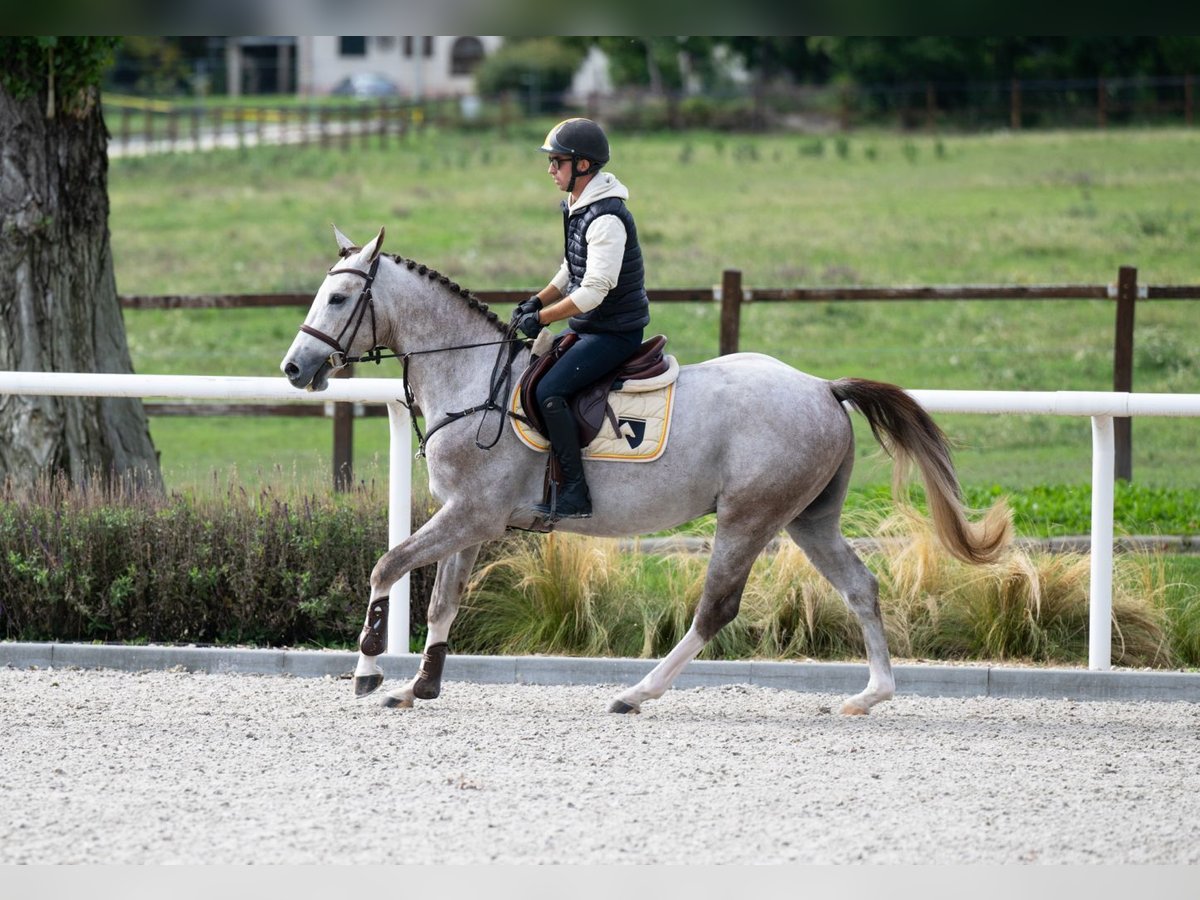 Zangersheider Stallion 4 years 15,2 hh Grey in T&#xD6;K