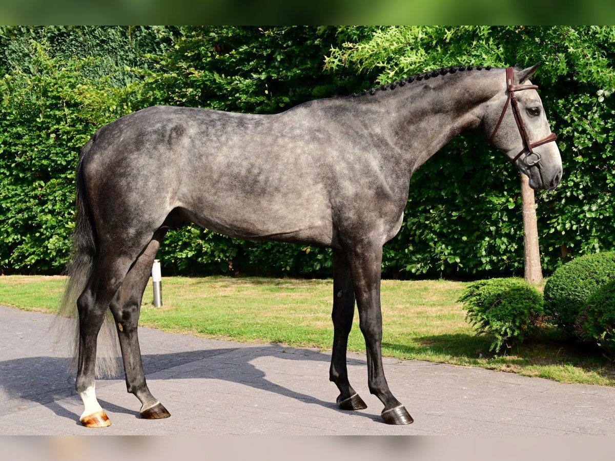 Zangersheider Stallion 4 years 16 hh Gray in Bladel