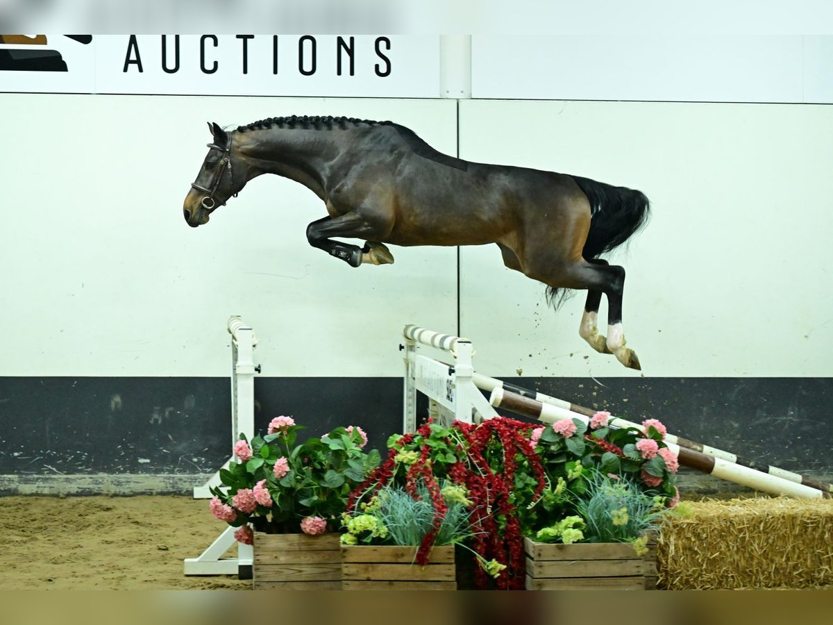 Zangersheider Stallion 4 years 16,1 hh Brown in Bladel