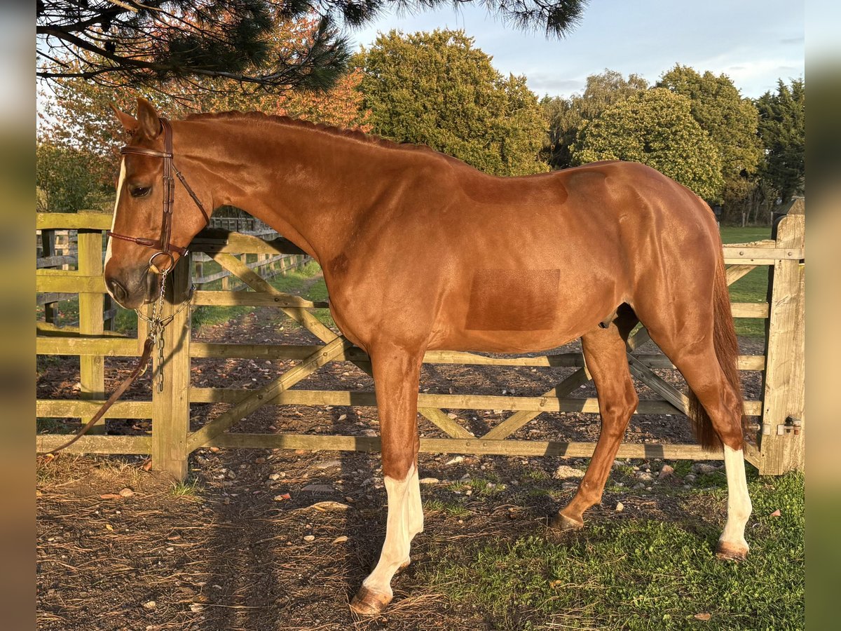 Zangersheider Stallion 4 years 16,1 hh Chestnut-Red in GROTE-BROGEL