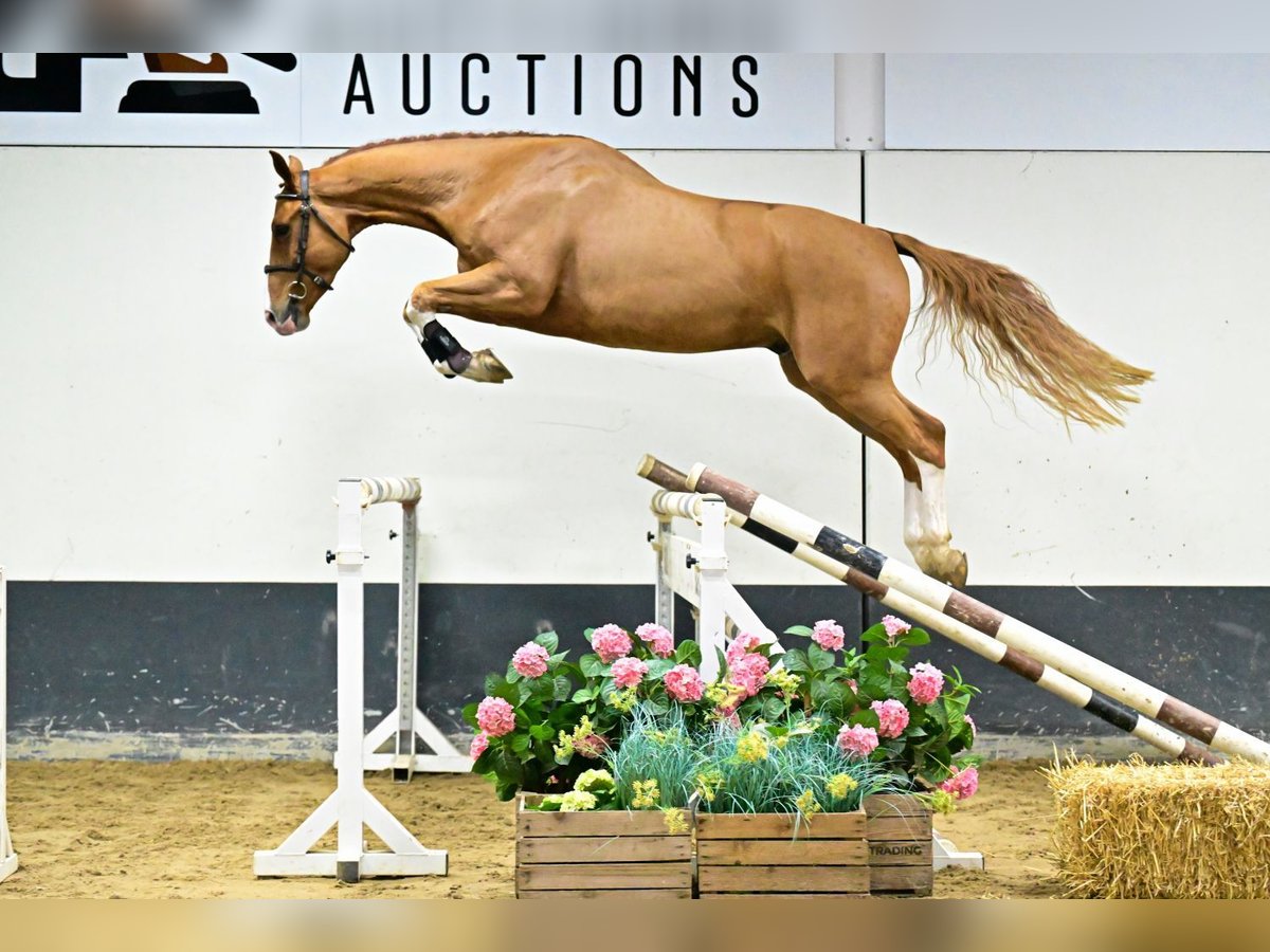 Zangersheider Stallion 4 years 16,2 hh Chestnut-Red in Bladel