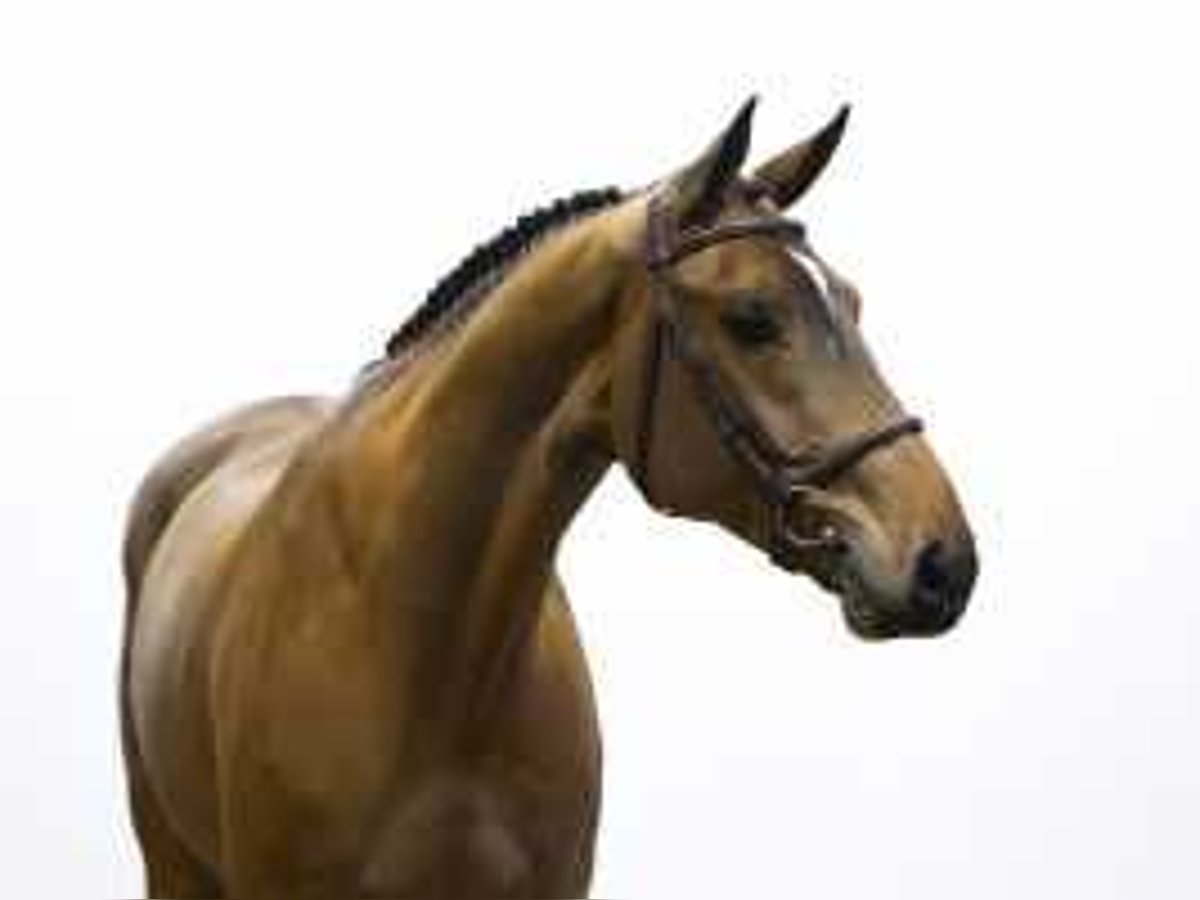 Zangersheider Stallion 4 years 17 hh Brown in Waddinxveen