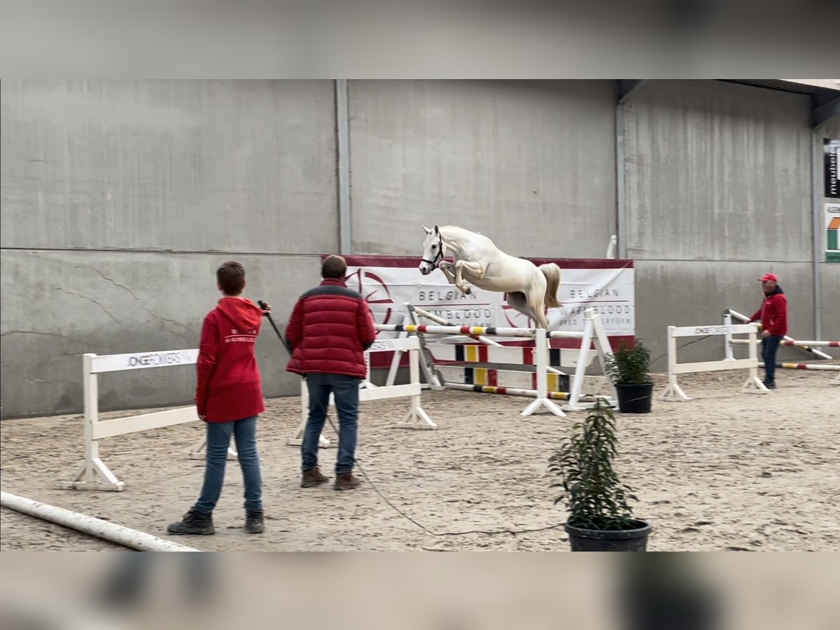 Zangersheider Stallion 4 years White in Herne