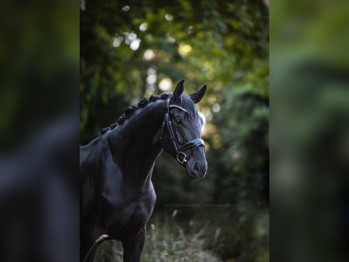 Zangersheider Stallion 5 years 15,3 hh Black in Bruchsal