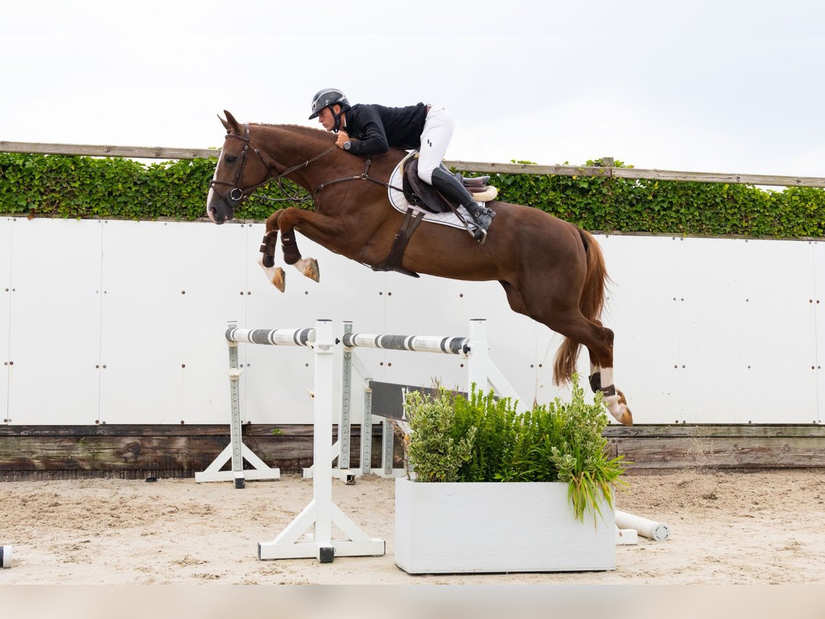 Zangersheider Stallion 5 years 16,2 hh Chestnut in Waddinxveen