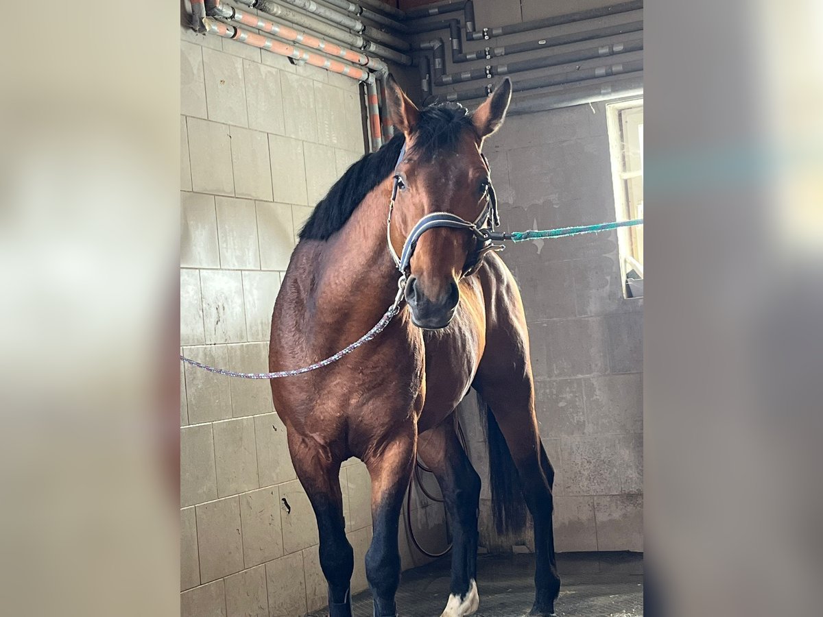 Zangersheider Stallion 6 years 16,1 hh Brown in Tarcento