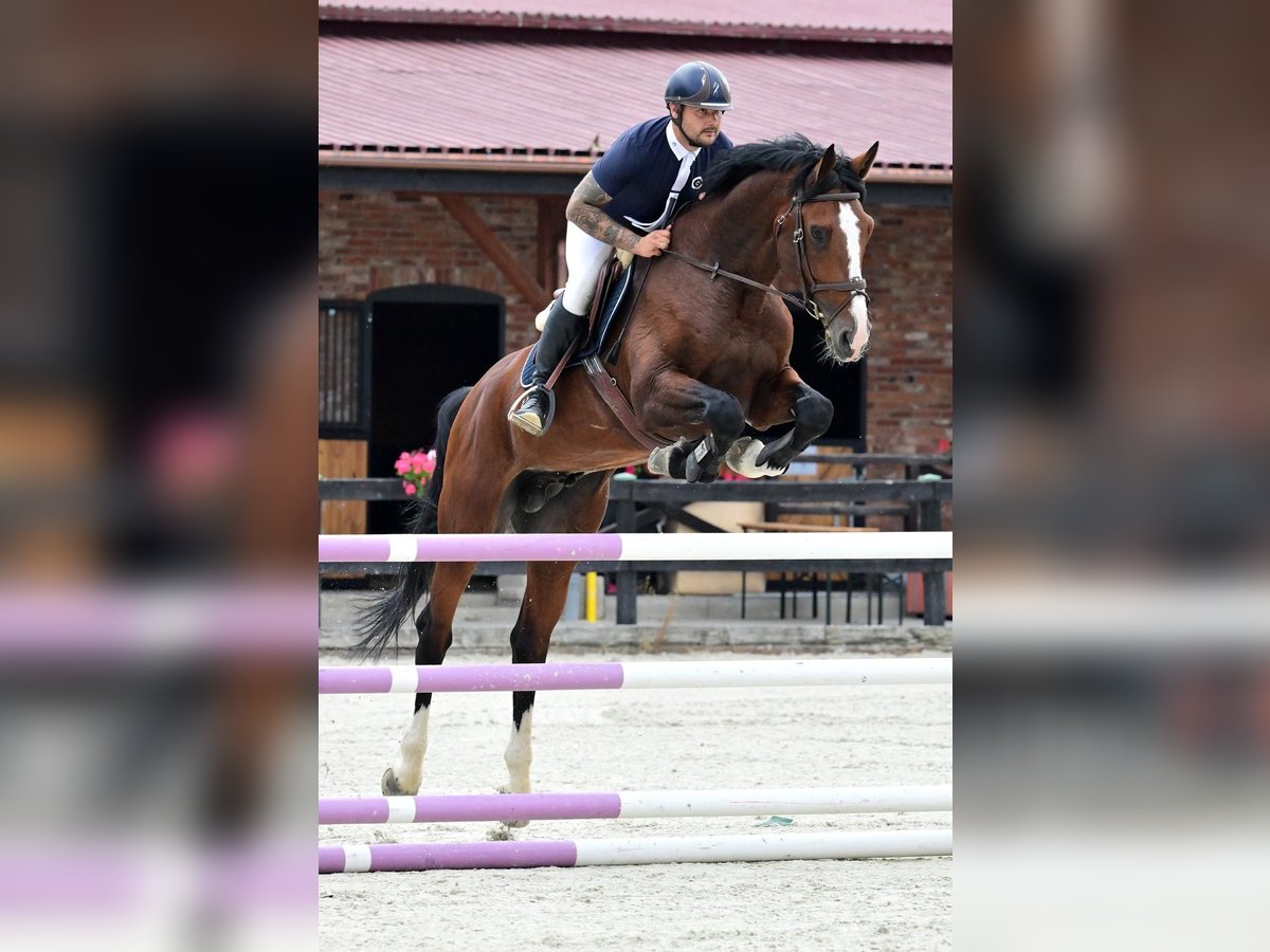 Zangersheider Stallion 7 years 16,2 hh Brown in Hagen