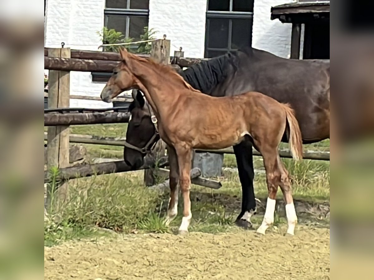 Zangersheider Stallion Foal (04/2025) 12,1 hh Chestnut-Red in Kevelaer