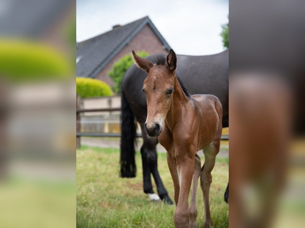 Zangersheider Stallion  16,2 hh Brown in Ratingen