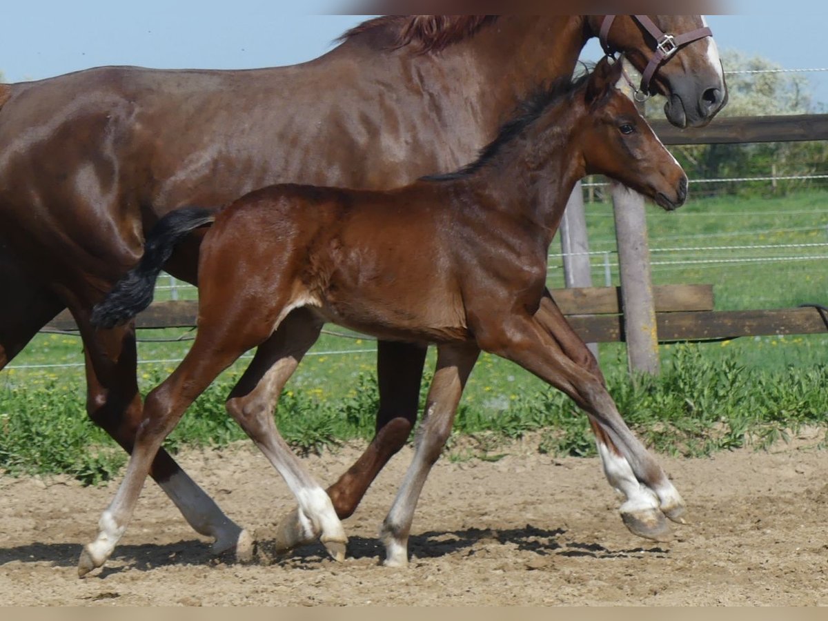 Zangersheider Stallion  16 hh Brown in M&#xFC;cheln (Geiseltal)