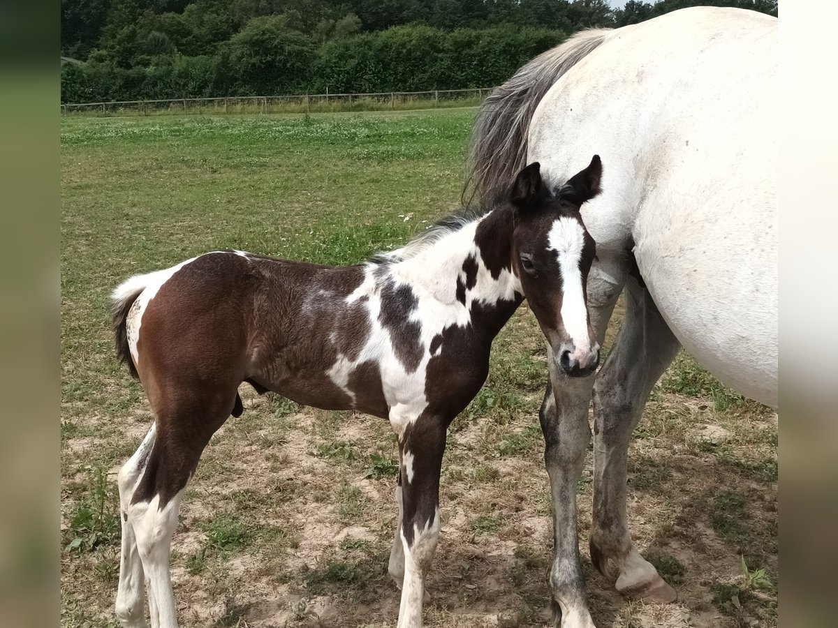 Zangersheider Stallion Foal (02/2024) 16 hh Can be white in DAMPIERRE