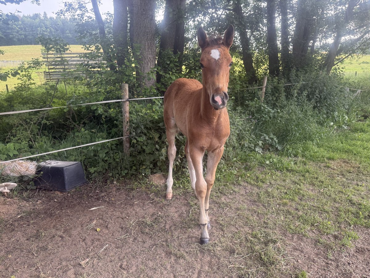Zangersheider Stallion  16,1 hh Brown in Buch
