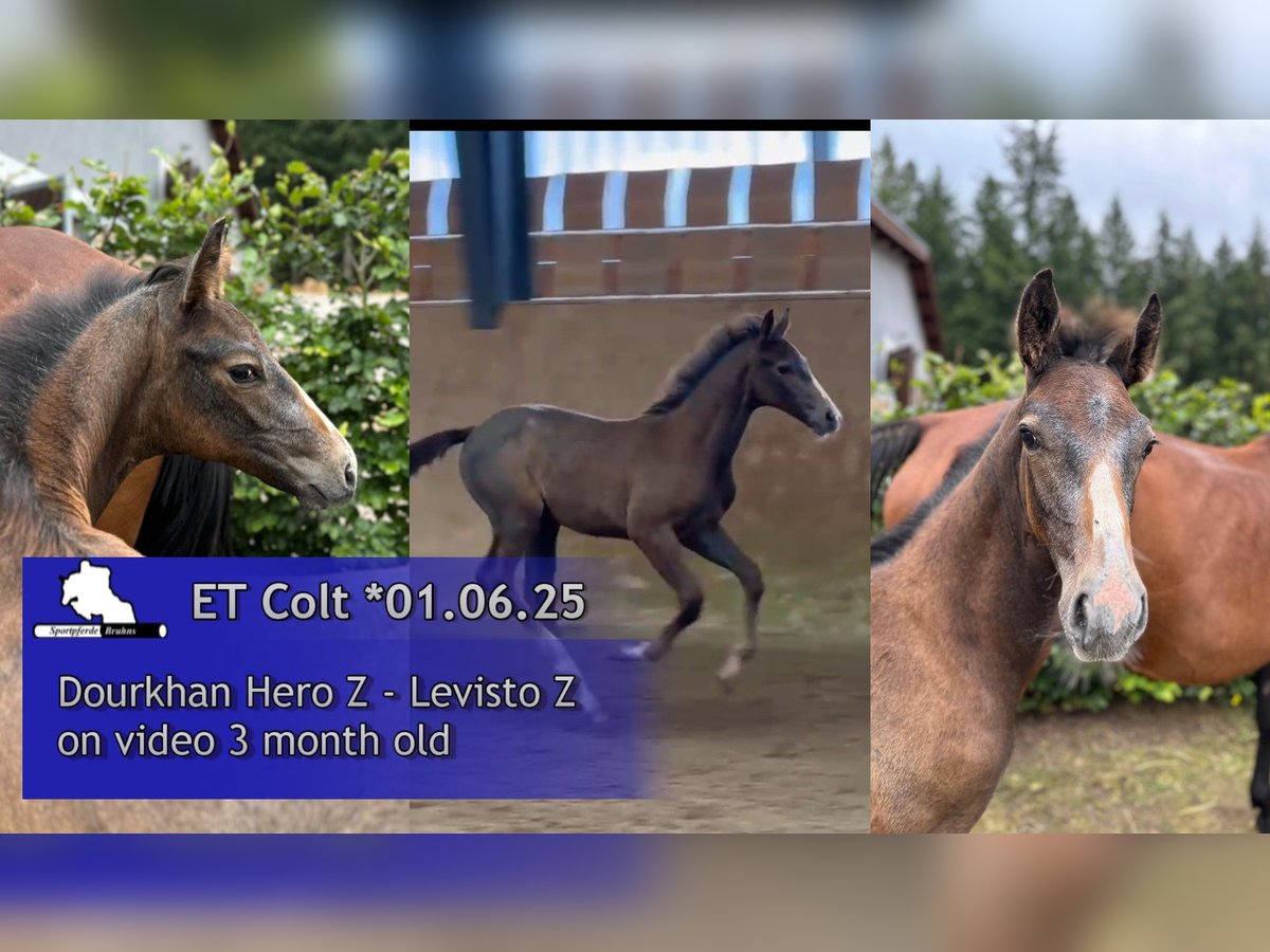 Zangersheider Stallion Foal (06/2025) 16,1 hh Grey in Seetz