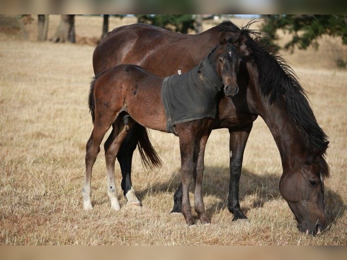 Zangersheider Stallion Foal (05/2025) 16,1 hh Smoky-Black in Saligny-Sur-Roudon