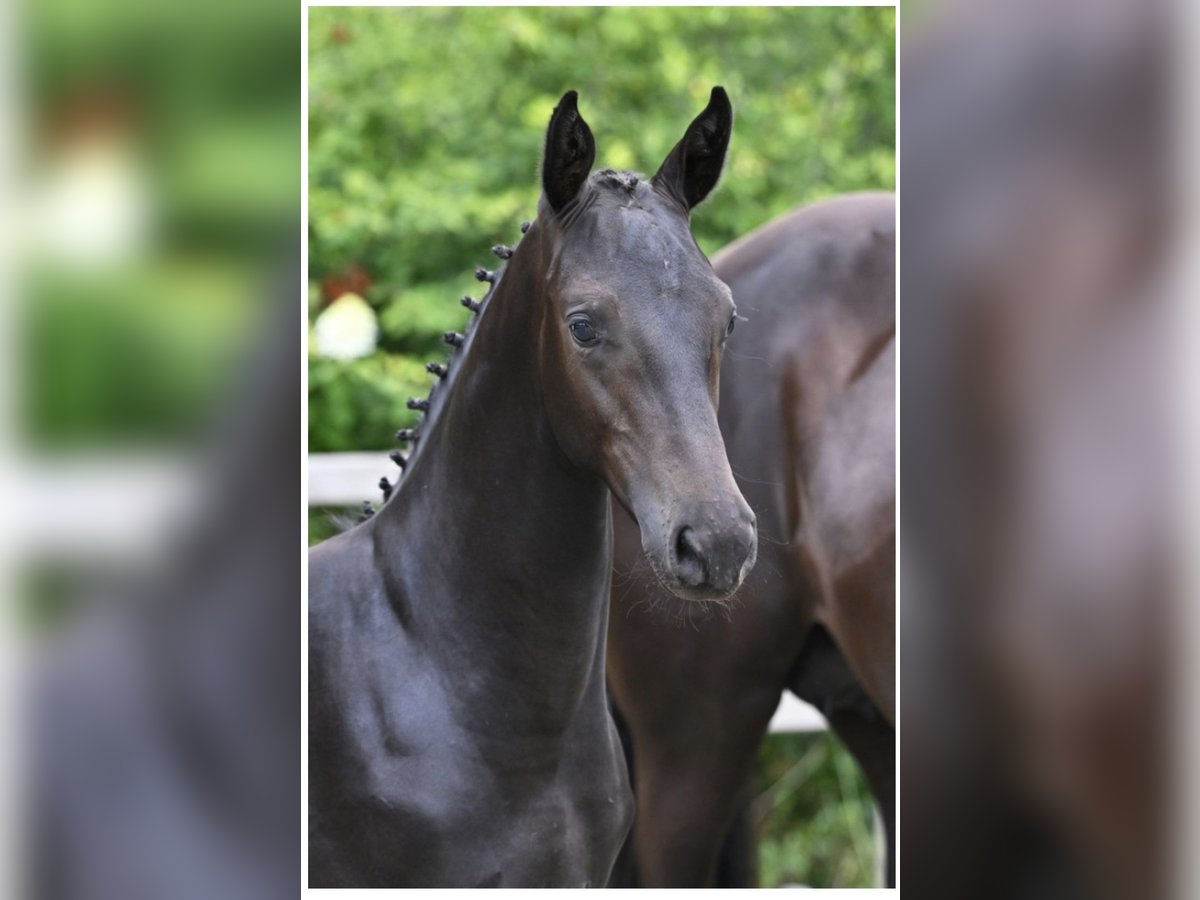 Zangersheider Stallion Foal (04/2025) 16,1 hh Smoky-Black in Schijf Zangersheider Stallion Foal (04/2025) 16,1 hh Smoky-Black in Schijf