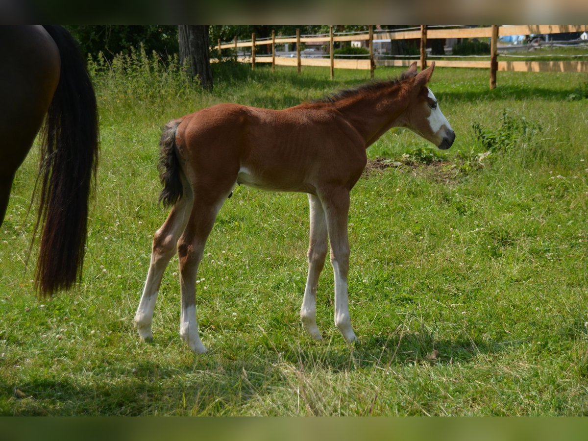 Zangersheider Stallion  16,2 hh Brown in B&#xFC;hlerzell