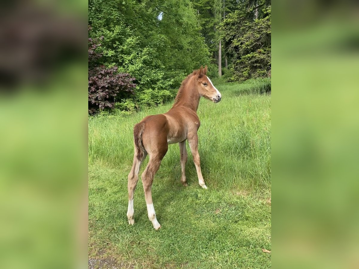 Zangersheider Stallion  16,3 hh Chestnut-Red in Olsberg