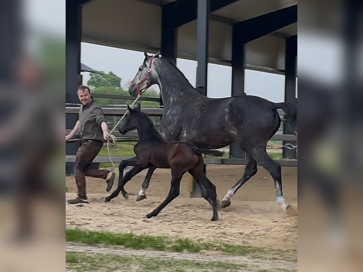 Zangersheider Stallion  17 hh Bay-Dark in Handrup