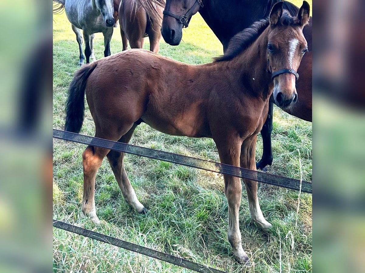 Zangersheider Stallion Foal (05/2025) Bay-Dark in Lemele