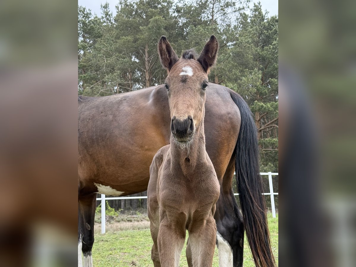 Zangersheider Stallion Foal (05/2025) Bay-Dark in Zosinki