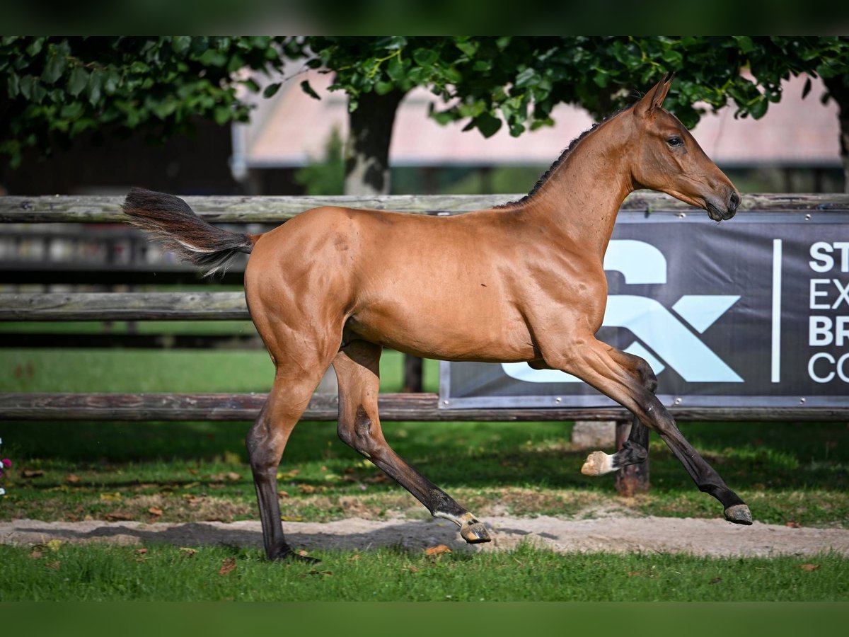 Zangersheider Stallion Foal (03/2025) Bay in Wolvertem