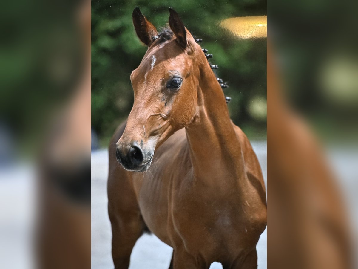 Zangersheider Stallion Foal (04/2025) Brown-Light in Zedelgem