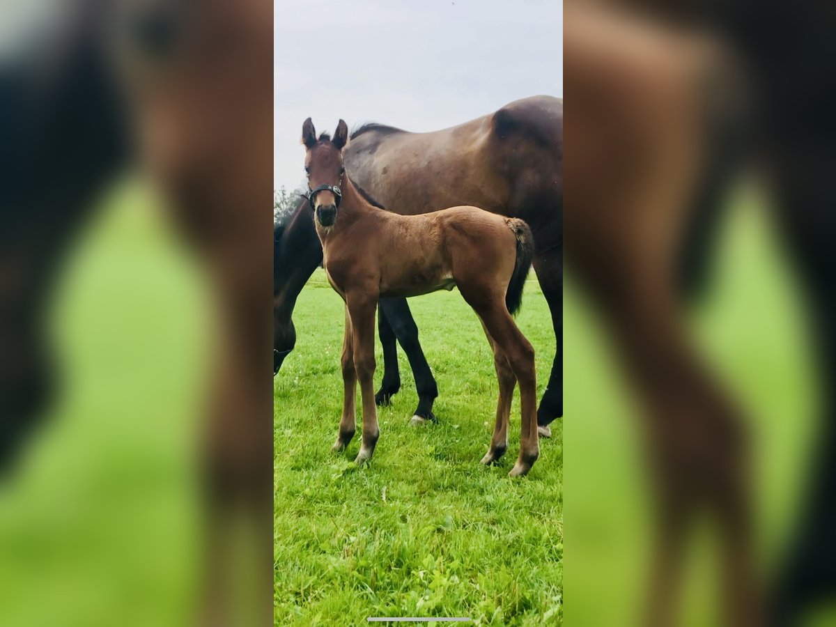 Zangersheider Stallion Foal (07/2024) Brown in Albergen