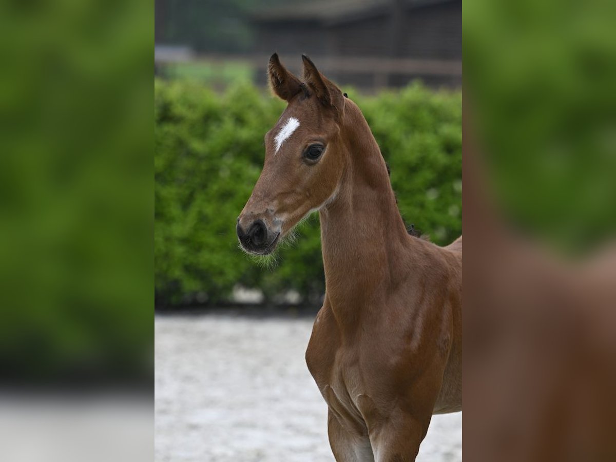 Zangersheider Stallion  Brown in Senden