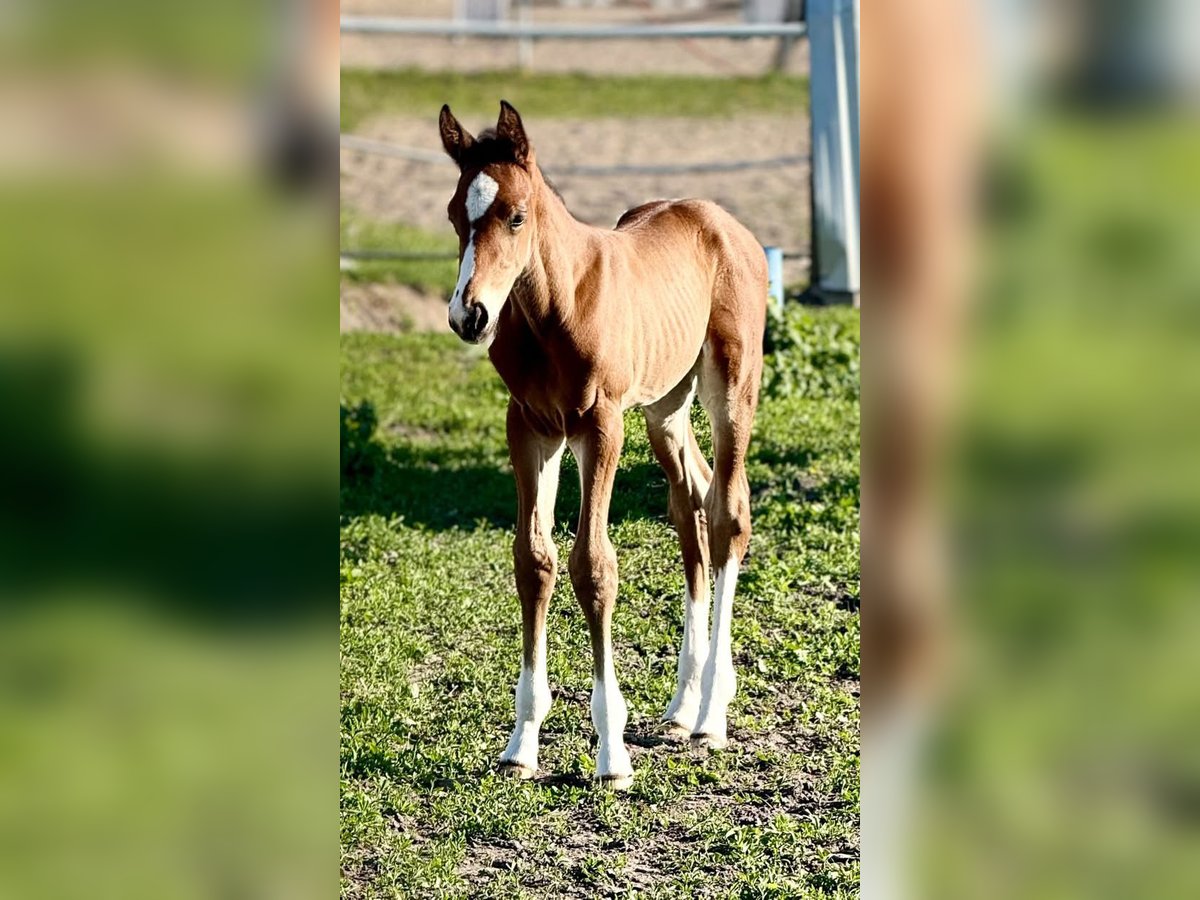 Zangersheider Stallion  Brown in Piaseczno