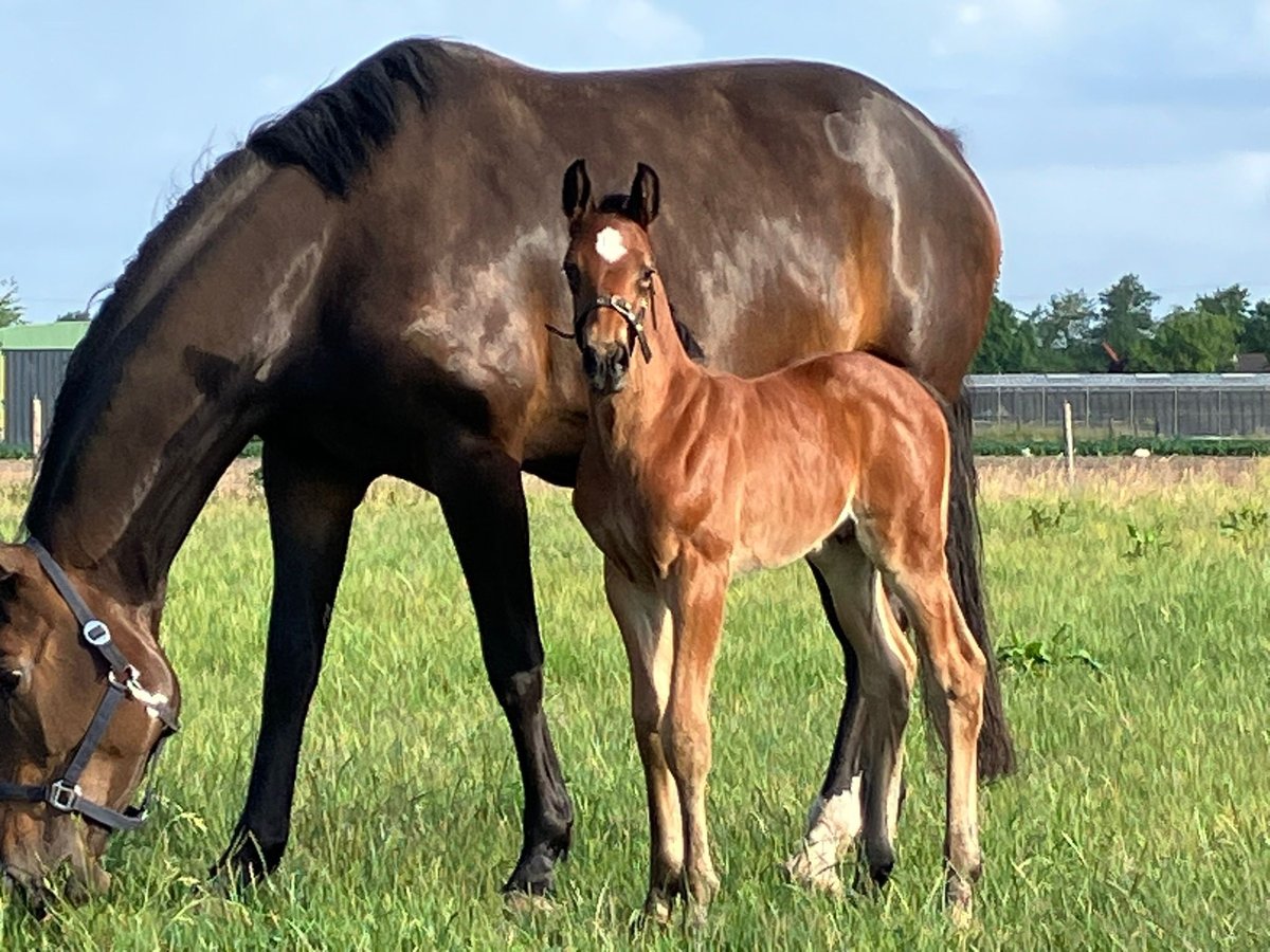 Zangersheider Stallion Foal (05/2025) Brown in Prinsenbeek