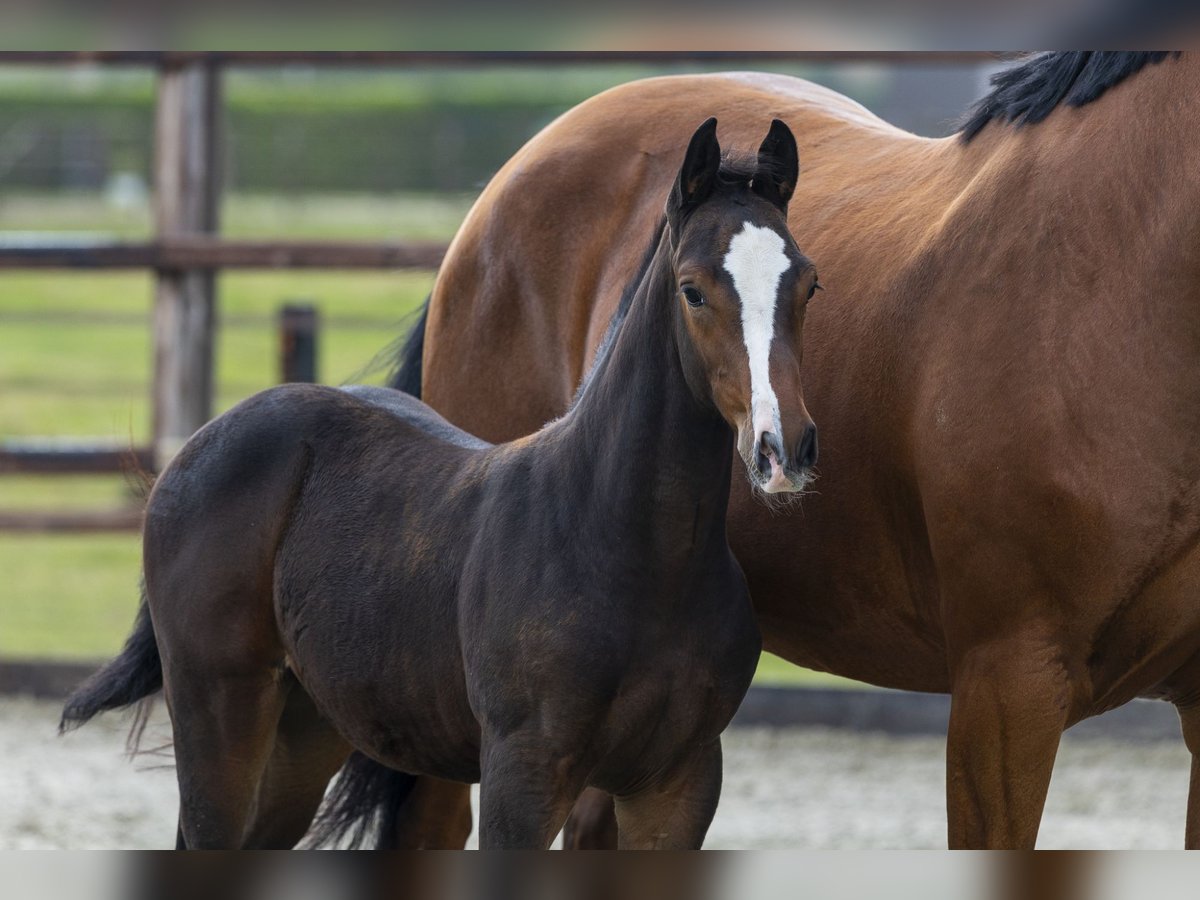 Zangersheider Stallion Foal (07/2025) Brown in Waddinxveen Zangersheider Stallion Foal (07/2025) Brown in Waddinxveen