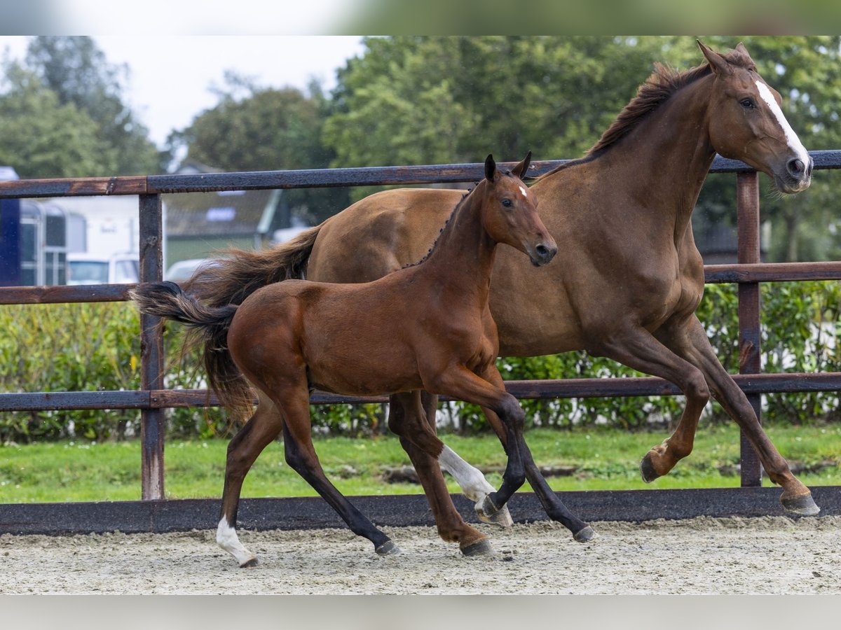 Zangersheider Stallion Foal (04/2025) Brown in Waddinxveen