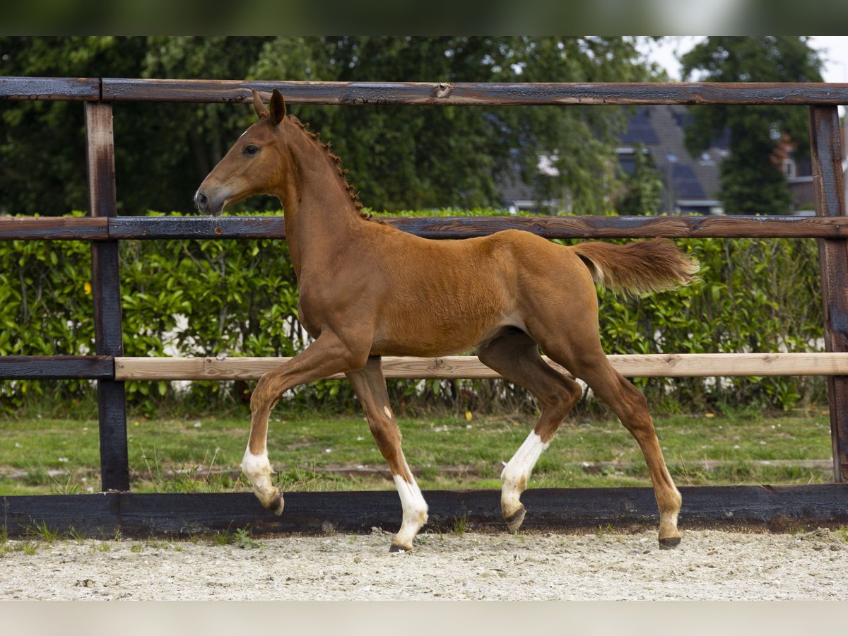 Zangersheider Stallion Foal (04/2025) Brown in Waddinxveen