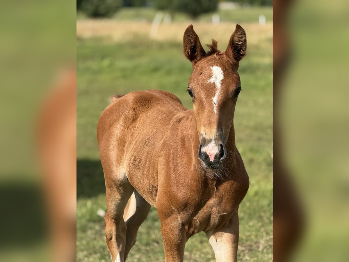 Zangersheider Stallion Foal (05/2025) Chestnut-Red in Drzonowo