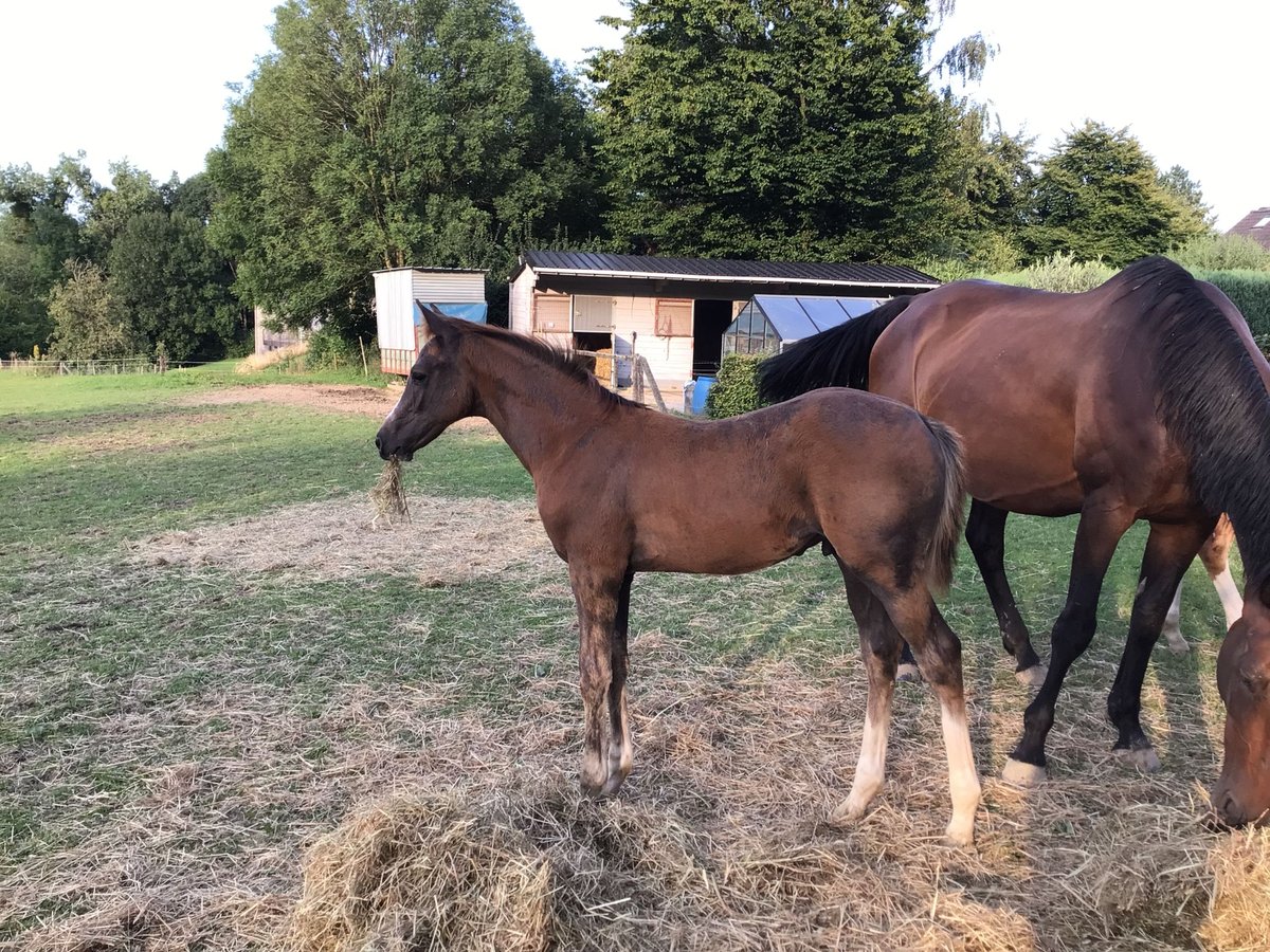 Zangersheider Stallion Foal (05/2025) Chestnut-Red in Charneux