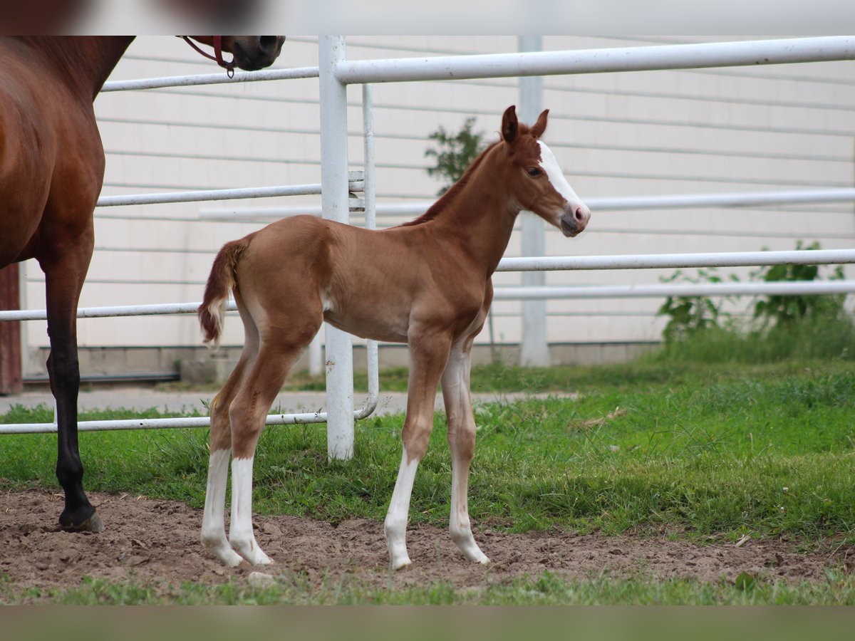 Zangersheider Stallion  Chestnut-Red in Nowy Tomysl