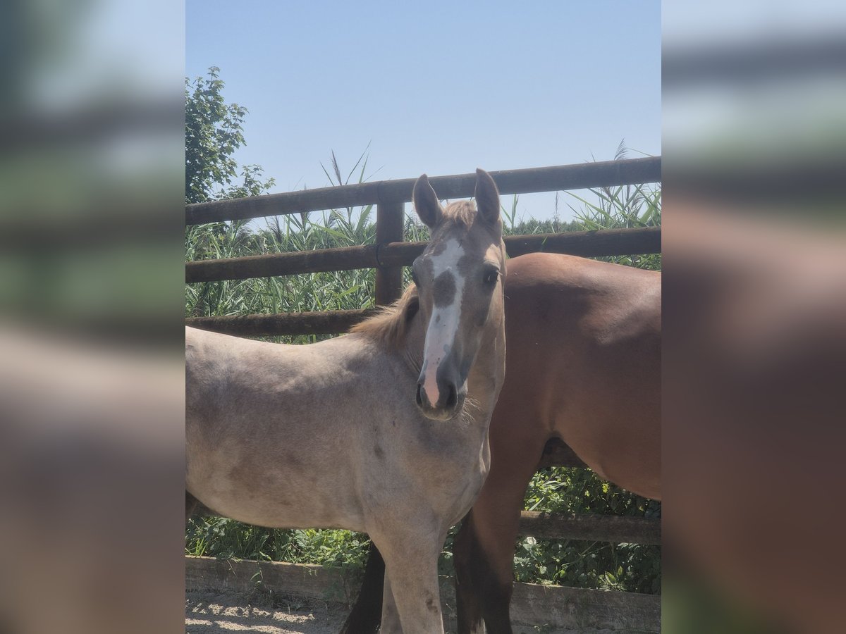 Zangersheider Stallion Foal (03/2025) Chestnut-Red in Oberhoffen-sur-Moder