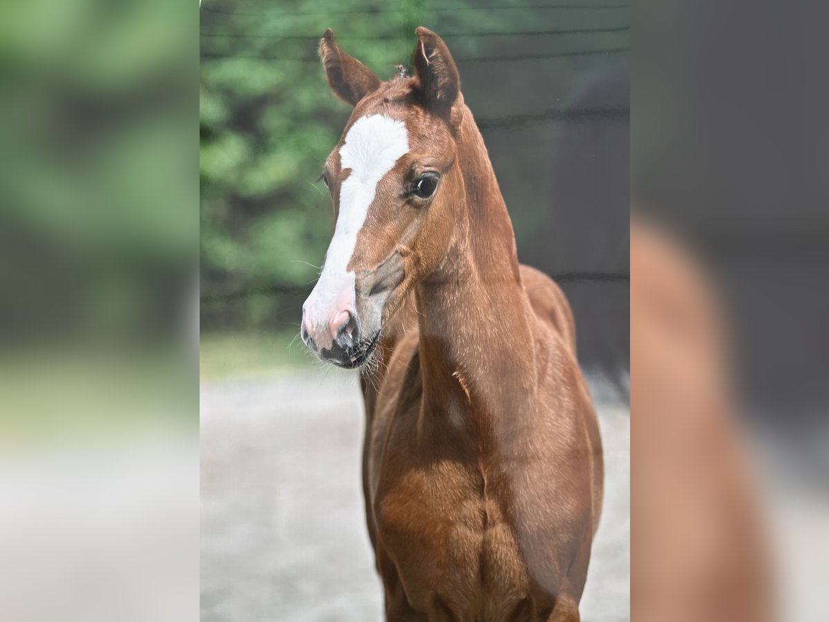 Zangersheider Stallion Foal (06/2025) Chestnut-Red in Tienen