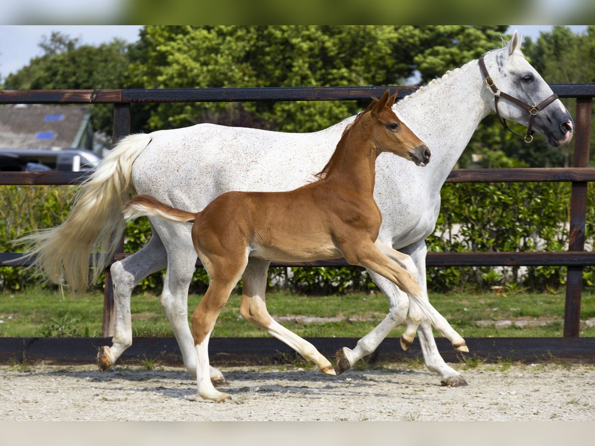 Zangersheider Stallion Foal (06/2025) Chestnut-Red in Waddinxveen
