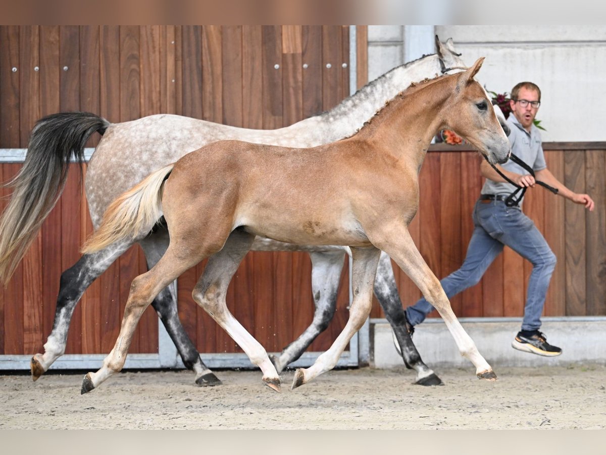 Zangersheider Stallion Foal (04/2025) Chestnut in Zelle