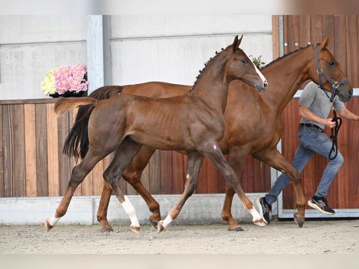 Zangersheider Stallion Foal (04/2025) Chestnut in Zelle