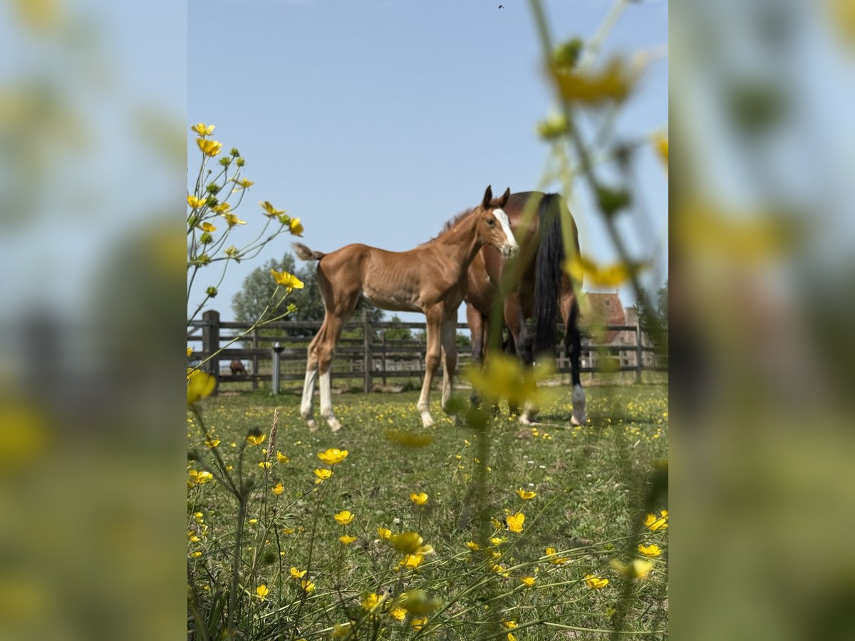 Zangersheider Stallion  Chestnut in Zottegem