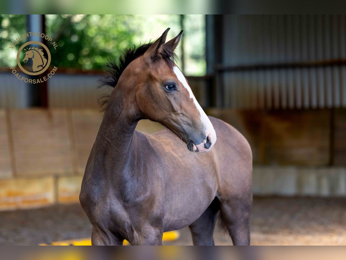 Zangersheider Stallion Foal (05/2024) Gray in Kring van Dorth