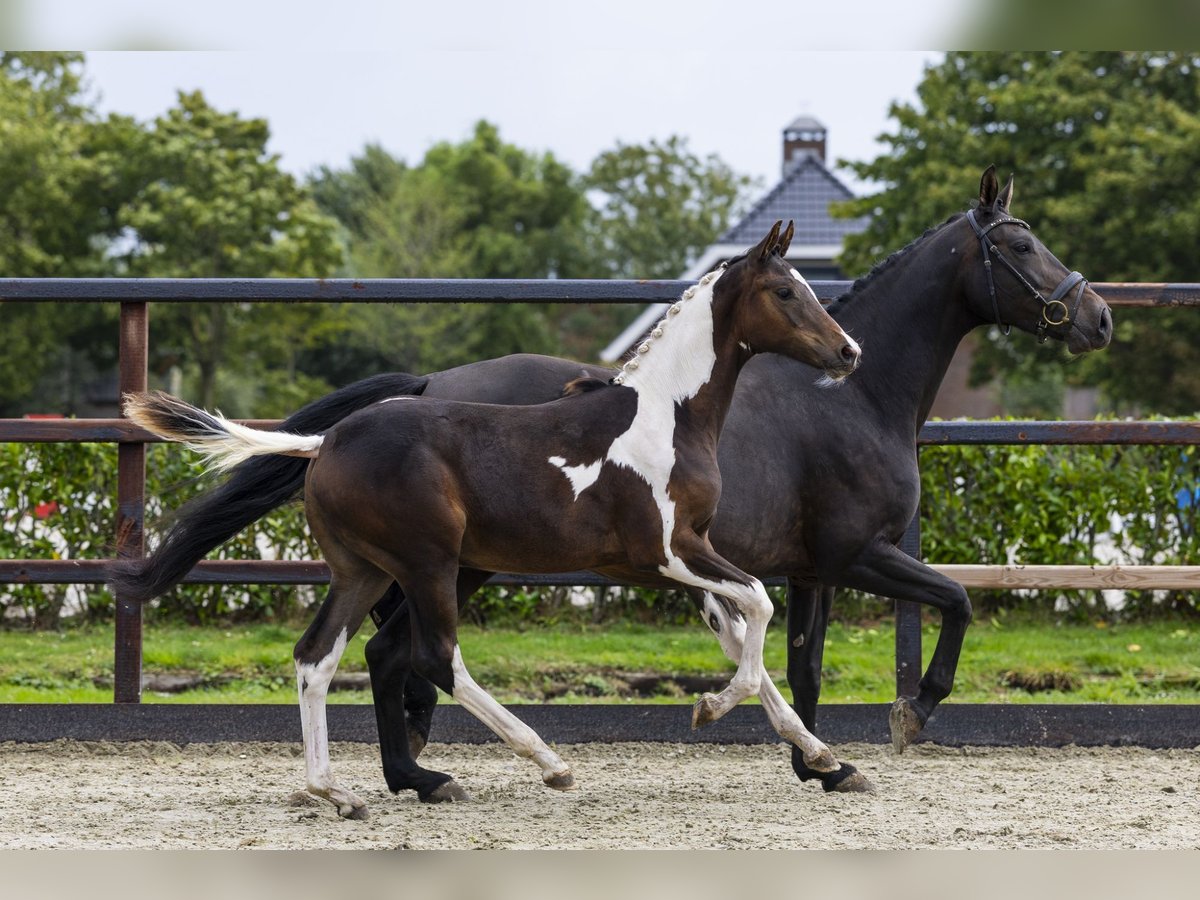Zangersheider Stallion Foal (04/2025) Pinto in Waddinxveen