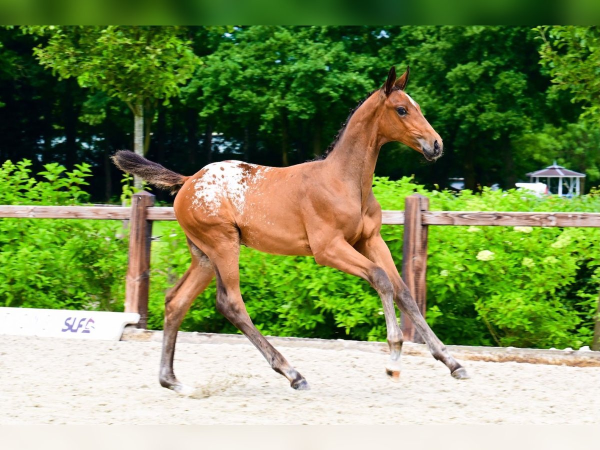 Zangersheider Stallion  in Bladel