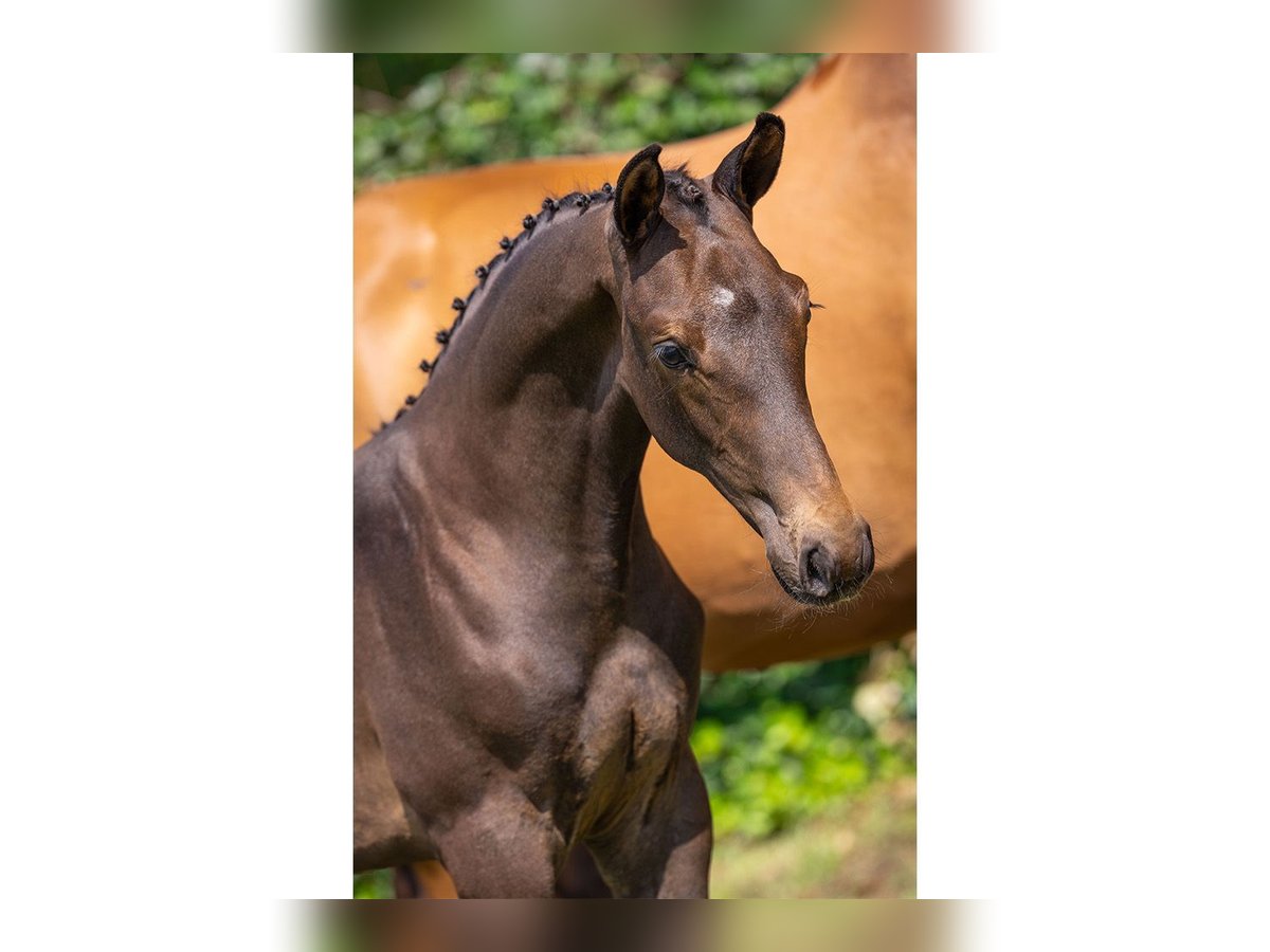 Zangersheider Stallion Foal (05/2025) in Heerde