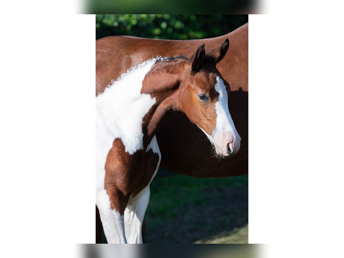 Zangersheider Stallion Foal (06/2025) in Heerde
