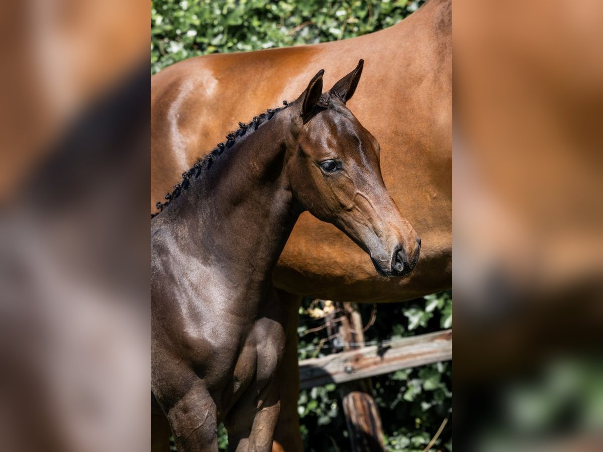 Zangersheider Stallion  in Heerde